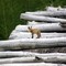 Fox Kit