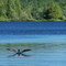 Huard à collier du Lac Howard