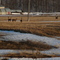 Cerfs de Virginie, St-Pierre de Montmagny