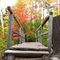 Ponceau dans la forêt du Mont-Tremblant