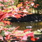 Automne à Entrelacs