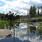 Beaver Dam2