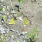 Little Yellow butterflies