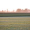 Alfalfa cutting
