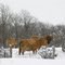 Vaches dans la neige, Pintendre, Québec