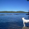 Sur le bord du lac Kipawa