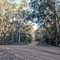 Mid Forest