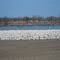 Geese at Baie-Du-Fèvbre