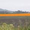 Marigolds San Luis Obispo