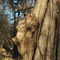 Elephant Tree