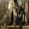 Oldest Living Tree east of the Rocky Mnts