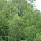 Pygargue