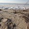 Brown Sand Ripples And Contrasting White Ice Floes In Late Autumn Freeze Up In Lesser Slave Lake Provincial Park Near Slave Lake AB Northwest of Edmonton Nov '11