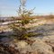 An Outstanding Lone Pine In A Sea Of Sand In Lesser Slave Lake Provincial Park Near Slave Lake AB Northwest of Edmonton Nov '11