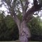 Arbre centenaire de l'Ile Patry