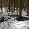 Dewdney Hike 4