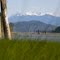The Fraser River at Dewdney 6