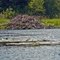 Hutte de castor, Beaver House,