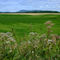 Le mont Rougemont