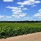 Northern Vineyard