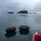Tsunami debri? - Oyster farm buoys from Japan?
