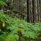 Devils Club in the spruce forest