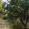 Sentier en automne 1