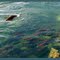 Salmon spawning in Adams River, in British Columbia.