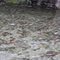 Salmons in masses