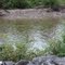 Salmon run