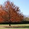 Autumn Maple