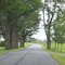Row Of Trees