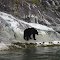 Black Bear wandering the shore.