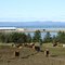 Vaches et port maritime