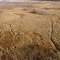 Savane