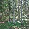 Halte Routiere, Betula papyrifera