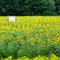 Go in the Wilderness: Sunfower Field near Upton, Quebec