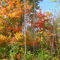 Fall is comming in Laval