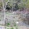Canard etang