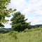 Champ Paisible bordé d'Arbres
