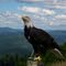 Bald Eagle on the summit of Mont-Tremblant