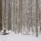 Snowy scene in the woods