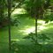 Algae covered pond