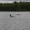 2 Loon / Spout Lake / B.C. / Kanada / Juni 2007