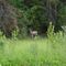 Deer / Spout Lake (Ten-ee-ah Lodge) / B.C. / Kanada / Juni 2007