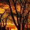 The Golden-Orange, Vivid Autumn Sunset And Sculpture-Like Trees In Fort Saskatchewan AB Northeast of Edmonton Oct '11