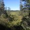 Sentier dans la savane