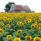 Culture de graines de tournesols (chez M. Émile)