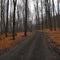 Maple Tree Forest