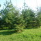Backyard Forest